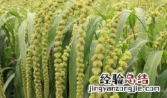 小米种植方法和技术 小米种植的自然条件