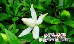 栀子花小苗怎么分开 栀子花小苗怎么移栽