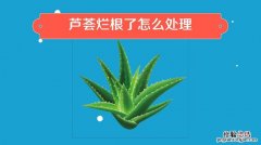 芦荟怎么修剪