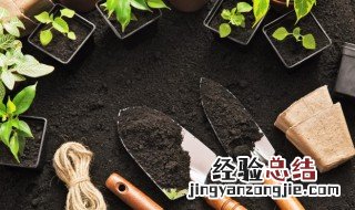 洋水仙种球怎么种 洋水仙种球种植方法