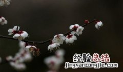 青梅花怎么水养 青梅花水养方法