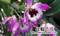 肿节石斛的花语和含义 肿节石斛的花语和含义是什么