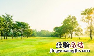 岩桑盆景图片 如何种好岩桑