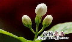 茉莉花出现叶子枯萎怎么办 茉莉花叶子枯了