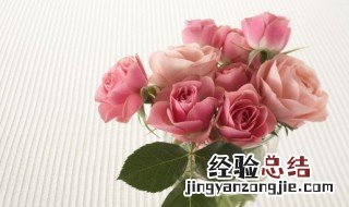 小玫瑰叶子干枯怎么办 小球玫瑰叶子发干枯萎怎么回事