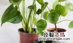 怎样水培垂吊观叶植物 水培垂吊观叶植物的方法