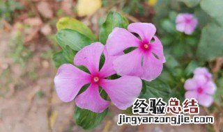 长春花花语是什么 长春花花语和寓意