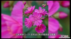 芬芳迷人的意思是什么