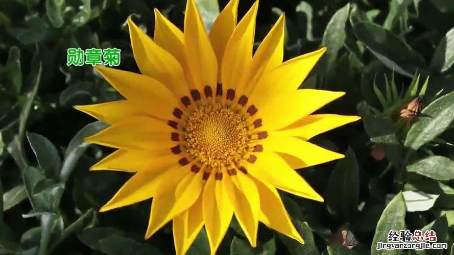 勋章花的价值