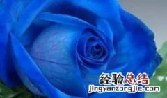 蓝玫瑰花语是什么意思 蓝玫瑰花语的介绍