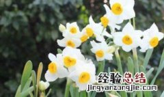 水培水仙花什么时候种植 水培水仙花种植时间