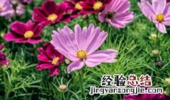 格桑花花语和寓意 格桑花花语和寓意是什么