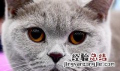 白猫来店门口有什么预兆 大门口有白天猫是什么兆头