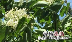 木油桐能种在阳台吗 桐油树能在北方种植吗?