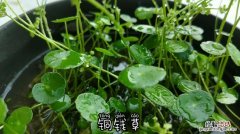 铜钱草水培可以养鱼吗，什么水培植物可以养鱼