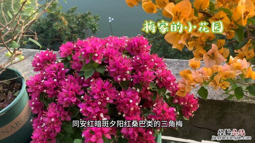三角梅冬季养护技巧及注意事项