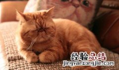 最不爱动的猫是什么猫 加菲猫介绍