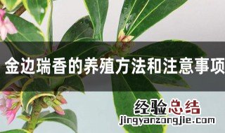 瑞香的种植及养护方法图片 瑞香的种植及养护方法