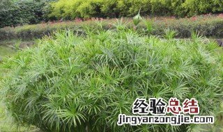 旱伞草怎么繁殖 旱伞草繁殖方法