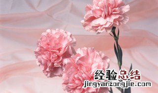 康乃馨的象征意义200字 康乃馨的象征意义