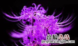 彼岸花在爱情里指什么意思 彼岸花在爱情的寓意