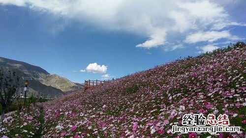 拉萨适合养什么花，市花和市树是什么