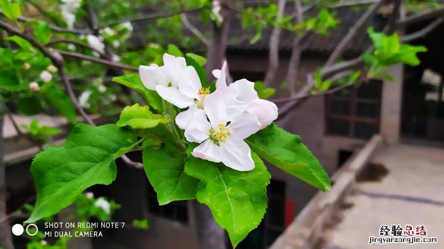 笑靥如花的靥指什么