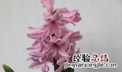 风信子花代表什么意思 风信子花的寓意