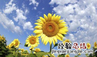 5朵向日葵花语是什么 5朵向日葵花语介绍