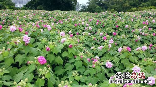 月季花是木本植物吗