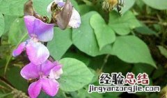 四季豆开花期的管理 四季豆开花期怎么管理好呢