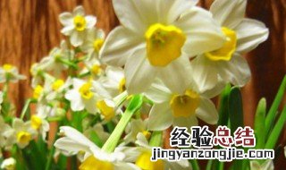 如何种好水培水仙 怎样养植水仙花