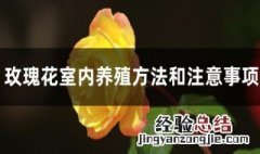 室内玫瑰花的养殖方法 玫瑰花室内养殖方法和注意事项