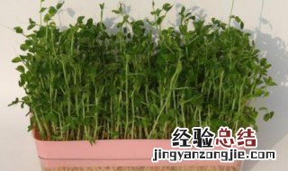 麦芽菜种植方法 麦芽菜如何种植