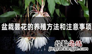 昙花养殖方法和注意事项 盆栽昙花怎么养殖