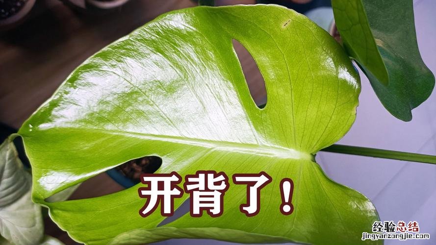 龟背竹如何快速开背,怎么开背