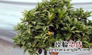 家里阳台能种桂花树吗 家里阳台可以种桂花树吗