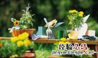 西晒的阳台适合养什么植物可以挡一下太阳 西晒的阳台种什么植物