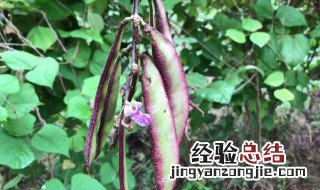 怎样种眉豆 阳台花盆种眉豆行吗