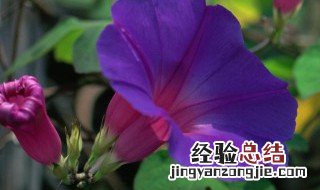 牵牛花怎么养家庭养法 牵牛花如何养家庭养法