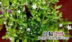 六月雪不开花什么原因 六月雪不开花有什么原因