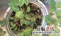 月季花叶子被虫子吃了用什么药 月季花叶子被虫子吃了用哪些药