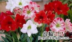 朱顶红夏天怎么养护怎么管理 朱顶红夏天如何养护如何管理