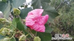 芙蓉花图片欣赏