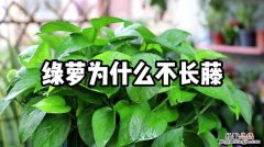 怎么让绿萝长藤，怎样养长藤快一点