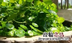 铜钱草有虫子怎么处理 铜钱草有虫子的处理方法