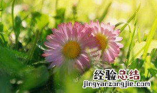 院子背阴的地方适合种什么 院子背阴的地方适合种什么植物