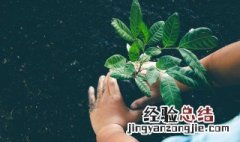 适合盆栽的果树有哪些 适合盆栽的果树