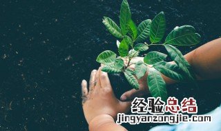 适合盆栽的果树有哪些 适合盆栽的果树