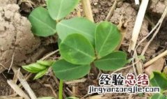 夏花生种植时间和方法 关于夏花生种植时间和方法